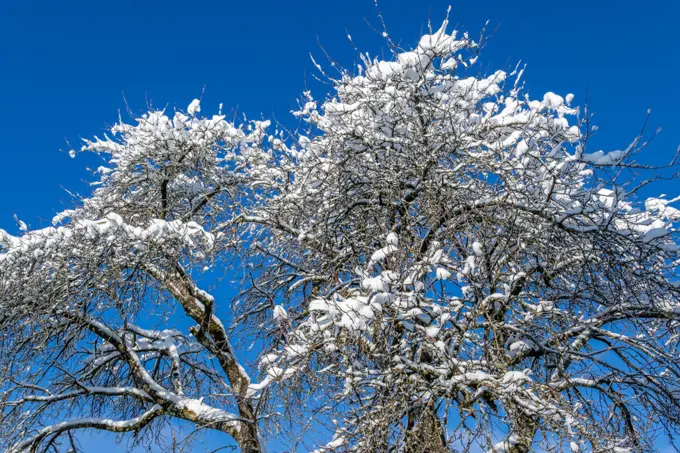 Snow-covered tree in winter