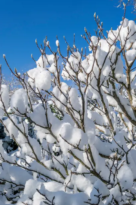 Fresh snow in the garden