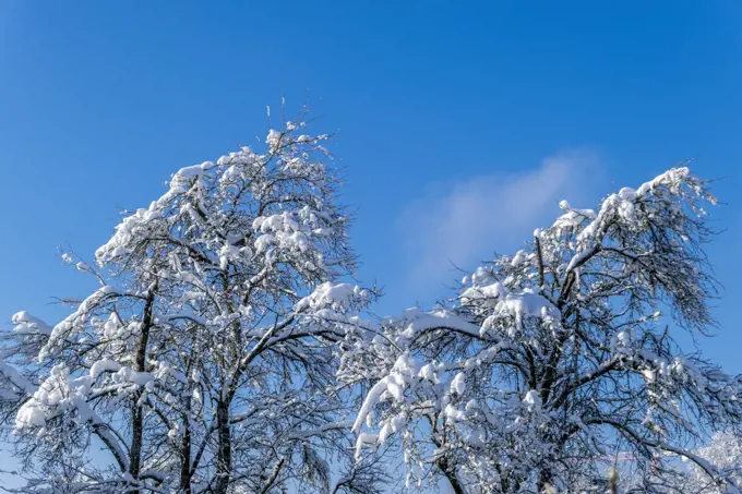 Snow-covered tree in winter