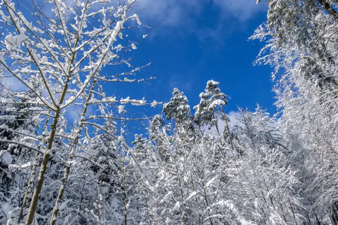 Nice winter day after fresh snow