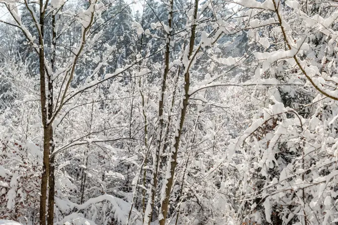 Snowy trees in the forest