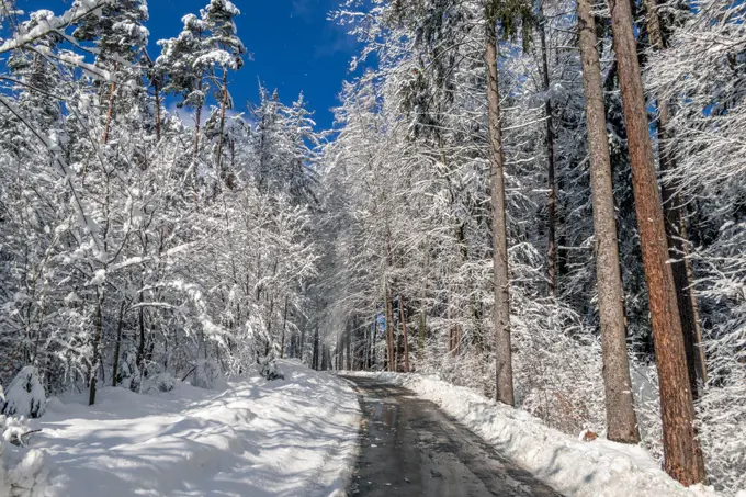 Road through a forest in winter