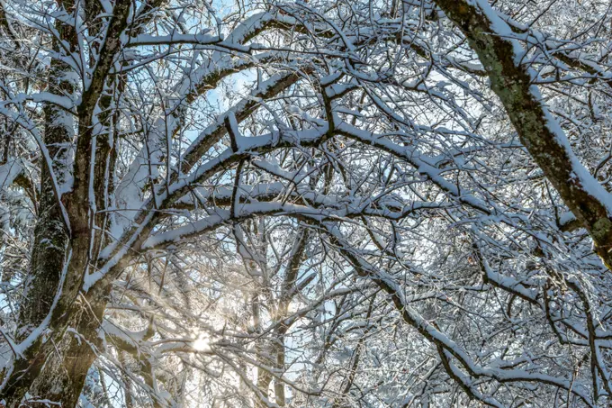 Snowy trees in winter