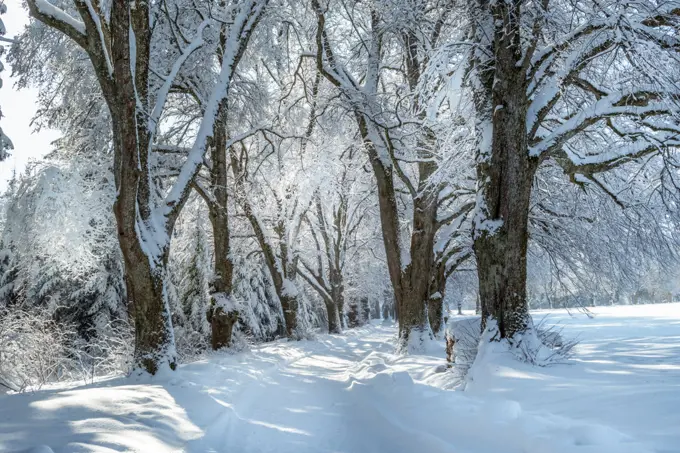 Alley in winter with snowy trees