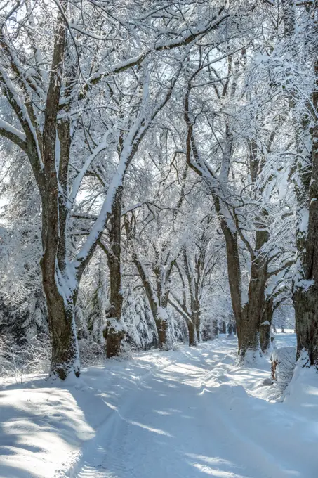 Alley in winter with snowy trees