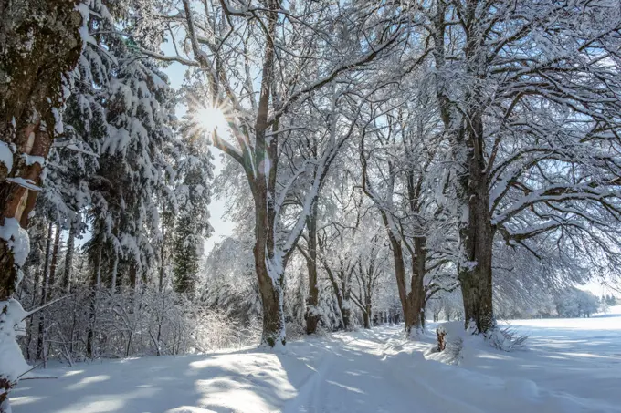 Alley in winter with snowy trees