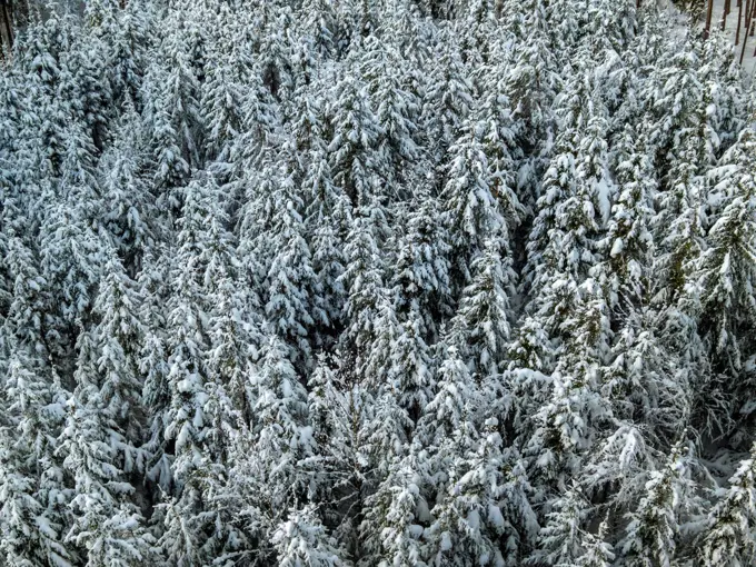 Winter landscape with snow covered forest