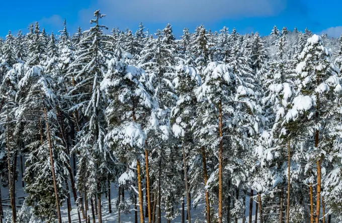 Winter landscape with snow covered forest