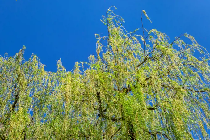 Weeping Willow in Spring.