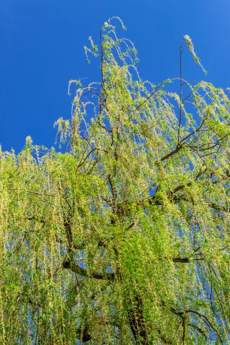 Weeping Willow in Spring.