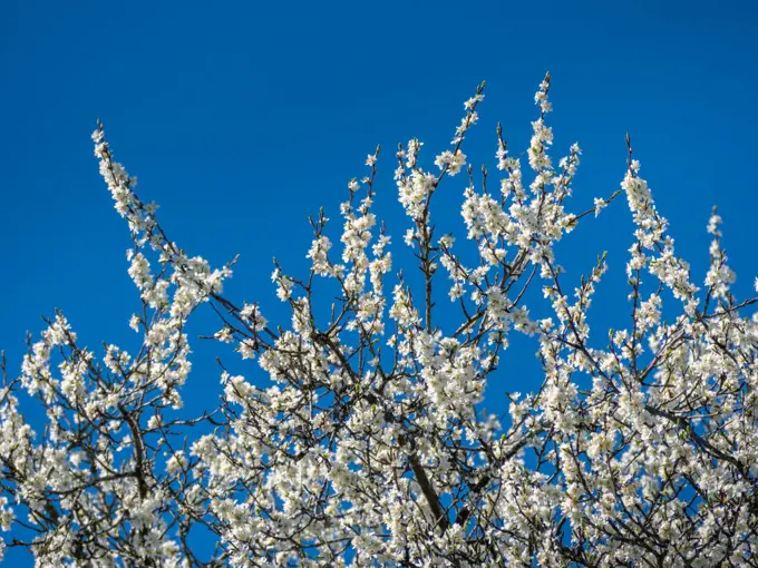 Flowering plum tree in Spring