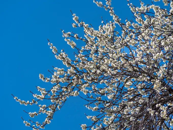 Flowering plum tree in Spring