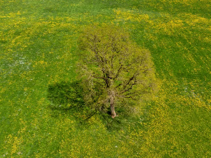 Single oak tree in a meadow