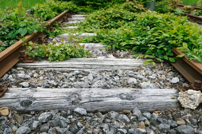 Overgrown railway line in Munich, Germany