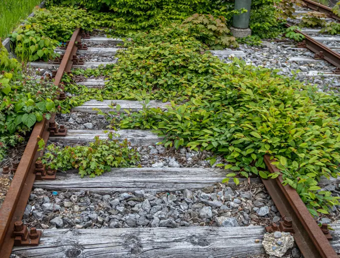 Overgrown railway line in Munich, Germany