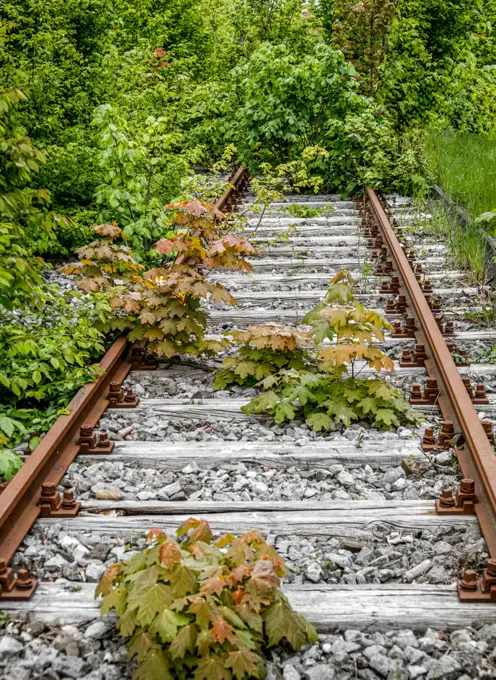 Overgrown railway line in Munich, Germany