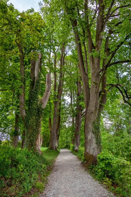 Avenue in spring at Murnau, Bavaria, Germany