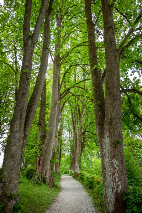 Avenue in spring at Murnau, Bavaria, Germany