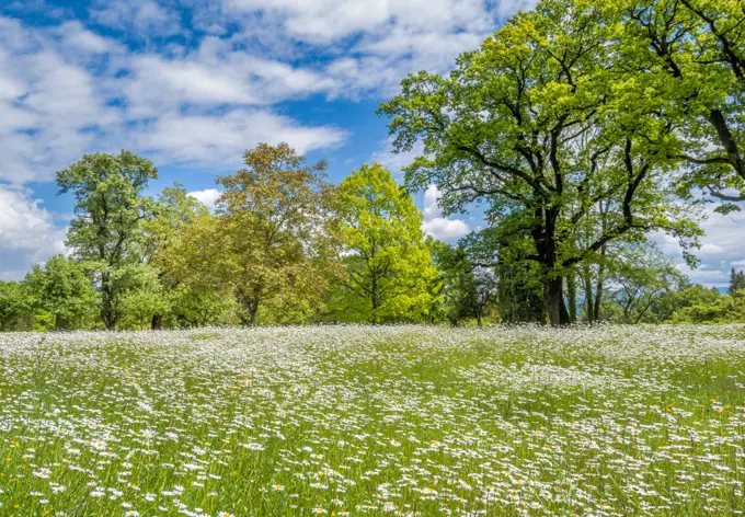 Wildflowers on a meadow in the Hoehenried Park, Bavaria, Germany