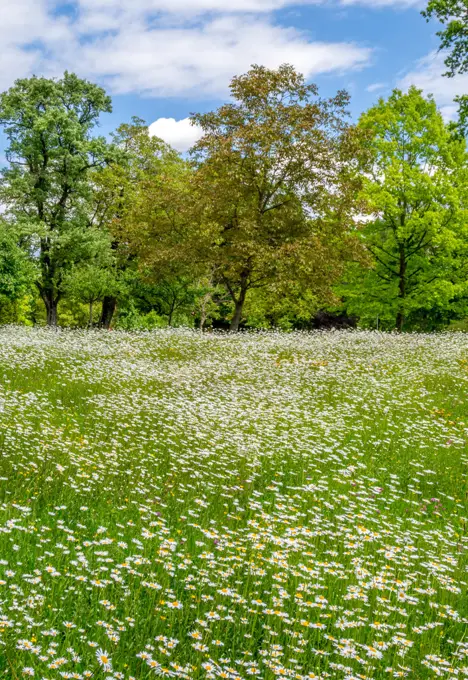 Wildflowers on a meadow in the Hoehenried Park, Bavaria, Germany