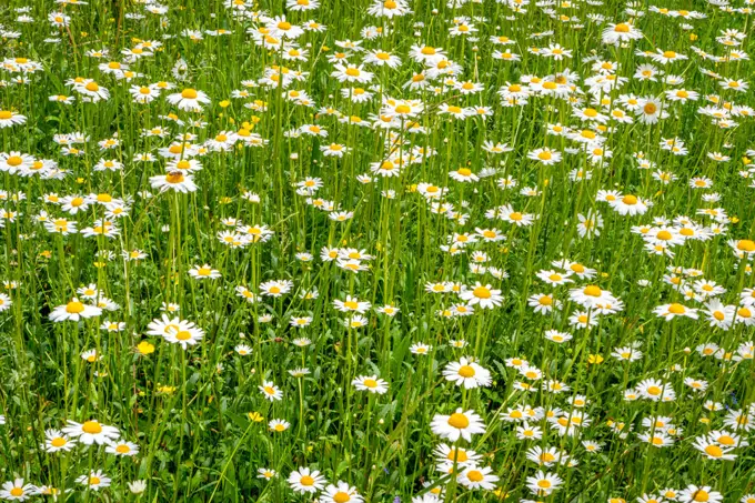 Wildflowers on a meadow in the Hoehenried Park, Bavaria, Germany