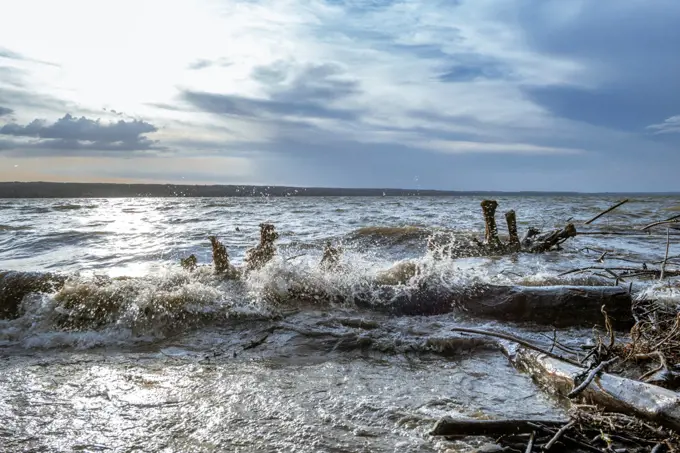 Driftwood after Storm at Ammersee Lake, Bavaria, Germany