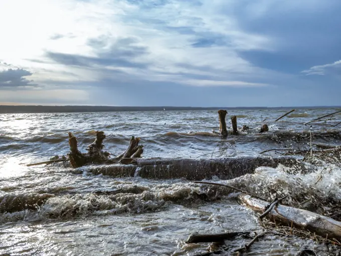 Driftwood after Storm at Ammersee Lake, Bavaria, Germany