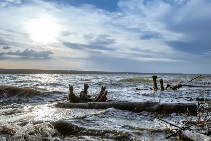 Driftwood after Storm at Ammersee Lake, Bavaria, Germany