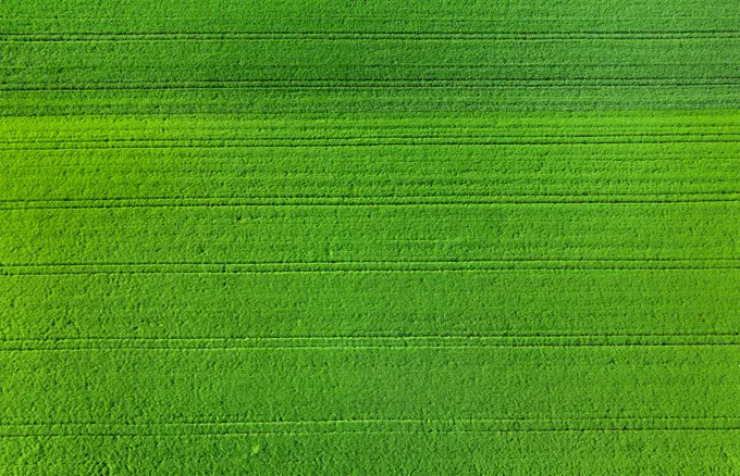 Green field from above, Bavaria, Germany