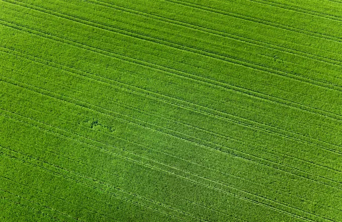 Green field from above, Bavaria, Germany