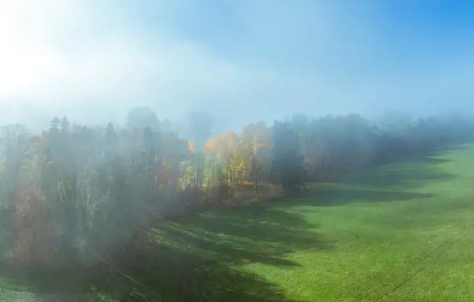 Trees on a meadow in morning mist