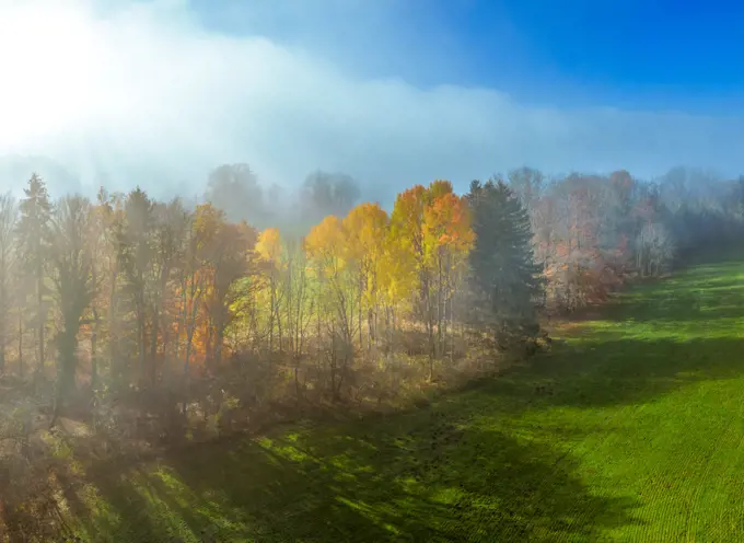 Trees on a meadow in morning mist