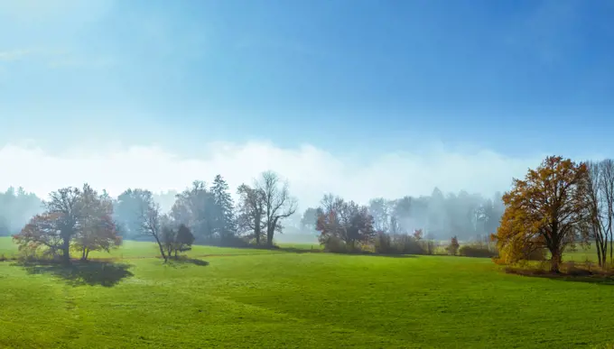 Trees on a meadow in morning mist