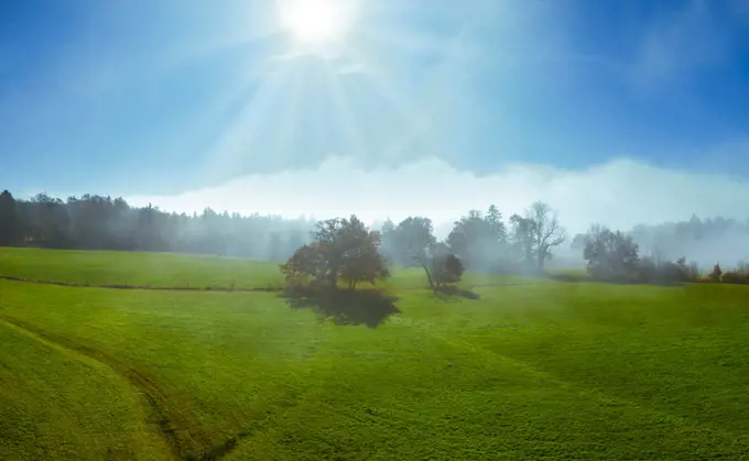 Trees on a meadow in morning mist