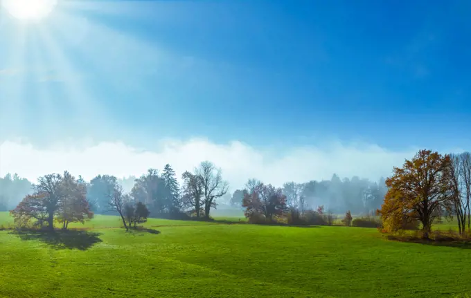 Trees on a meadow in morning mist