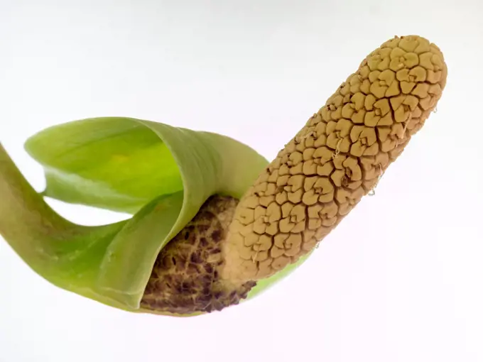 Flowering Aroid Palm or Arum Fern