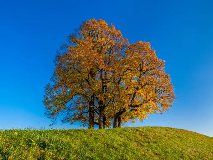 Limetree (Tilia platyphyllos)