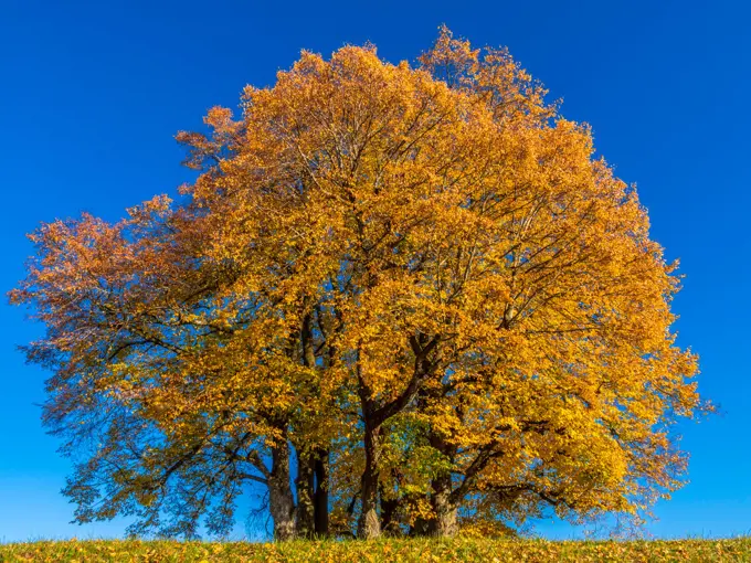 Limetree (Tilia platyphyllos)