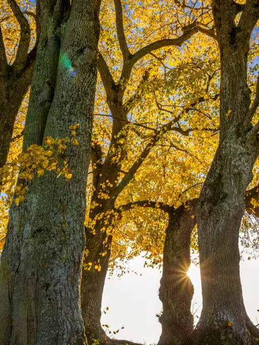 Limetree (Tilia platyphyllos)