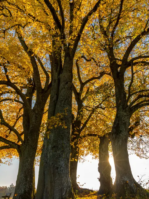 Limetree (Tilia platyphyllos)