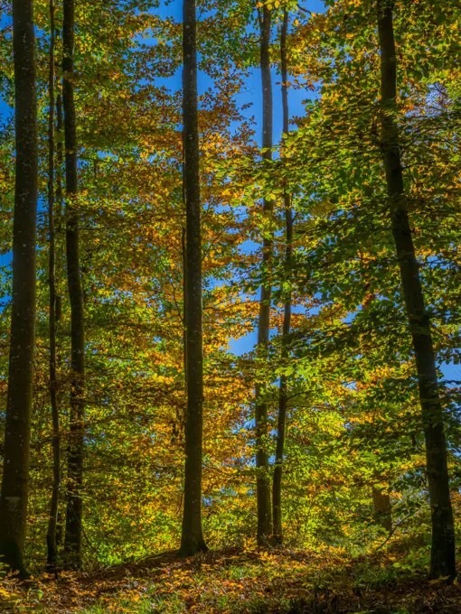 Coloured beech forest in autumn
