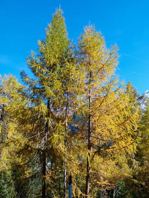 Larch tree in autumn, Italy, South Tyrol, Stilfser Joch;Larch tree in autumn