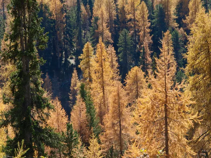 Larch trees, Italy, South Tyrol, Die Drei Zinnen;Larch trees