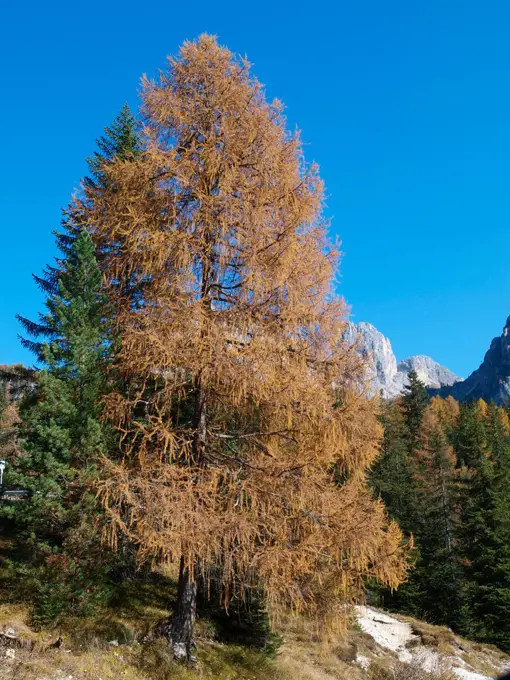Larch trees, Italy, South Tyrol, Die Drei Zinnen;Larch trees