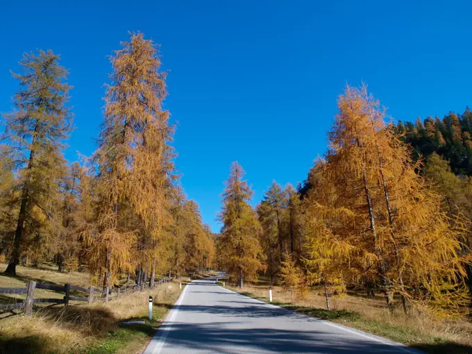 Larch trees, Italy, South Tyrol;Larch trees