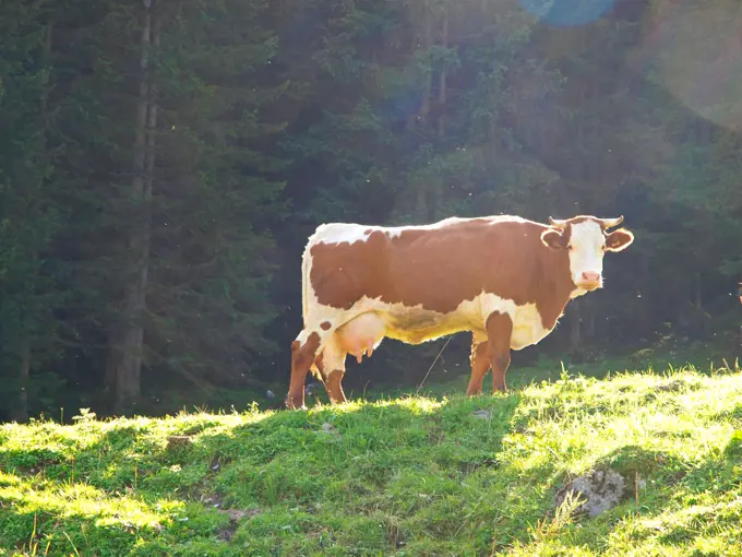 Cow, Austria