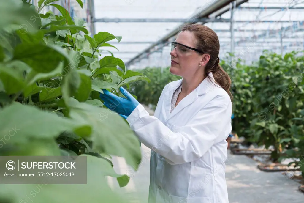 Female scientist checking plants in greenhouse