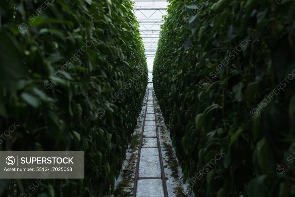 Narrow path passing through the plantation in greenhouse