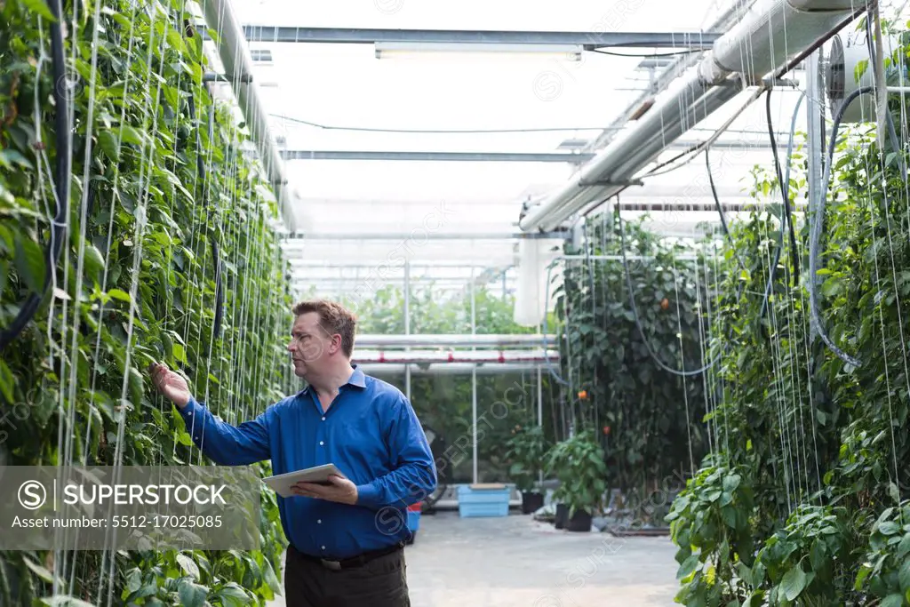 Man with digital tablet examining the plants in greenhouse