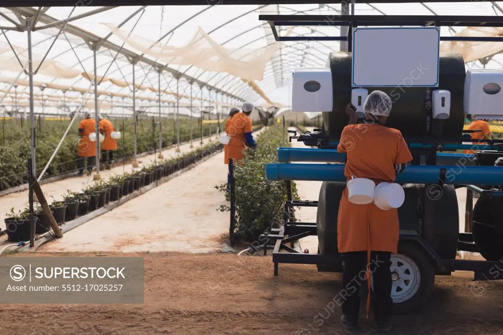 Workers working in modern blueberry farm